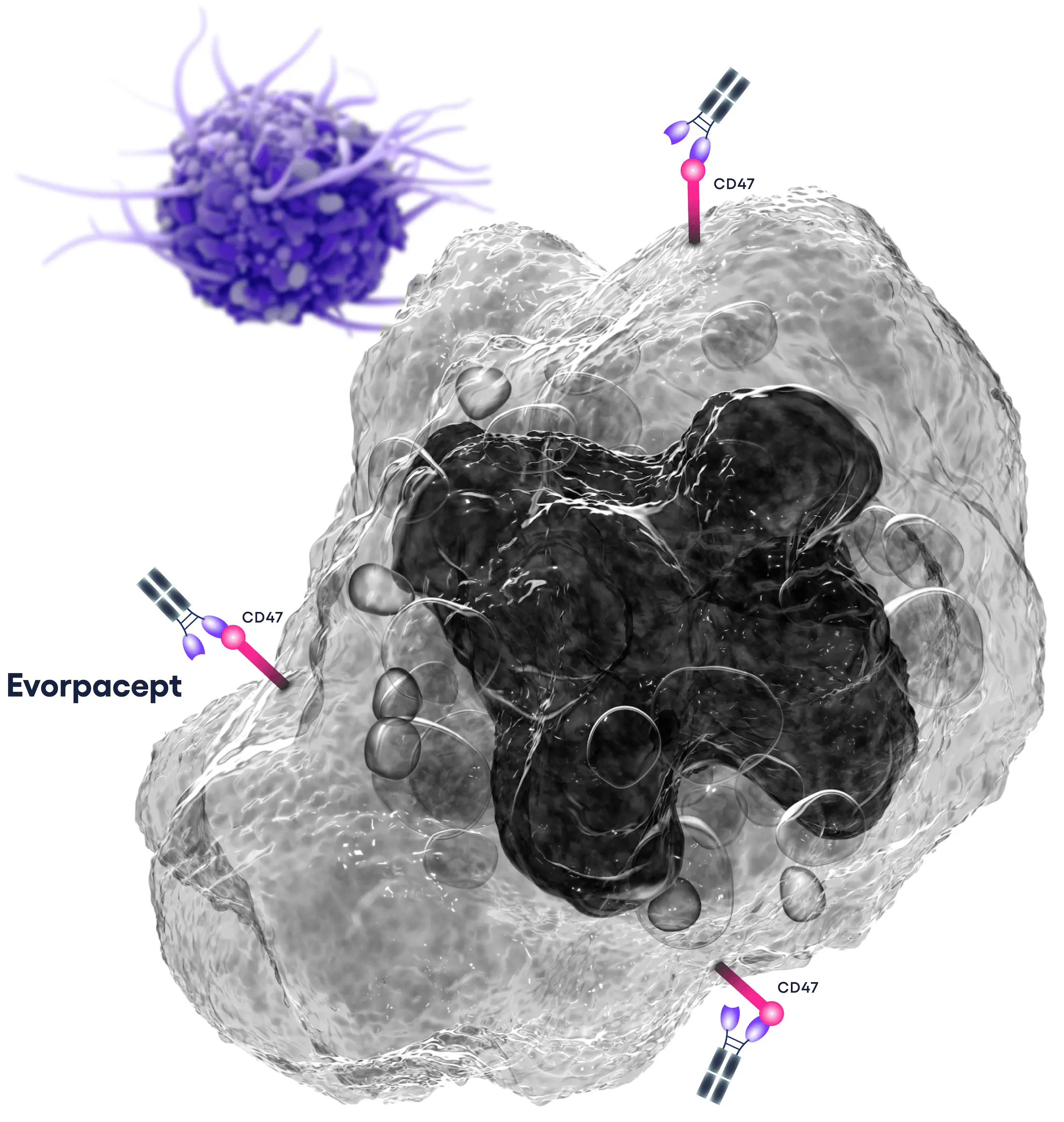 Stylized representation of a tumor cell, with evorpacept attached to three CD47 proteins. When evorpacept is attached to CD47, it blocks the “don’t eat me” signal and alerts the immune system to find the tumor. 